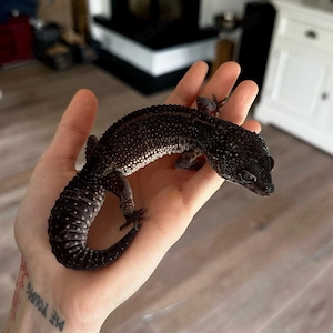 1.0 Leopardgecko MsBn