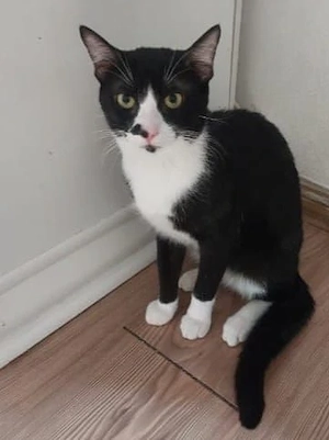 Milo Freundlicher Kater sucht Familie zum Kuscheln Bild 3