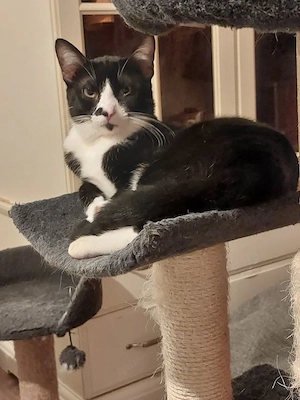 Milo Freundlicher Kater sucht Familie zum Kuscheln Bild 2