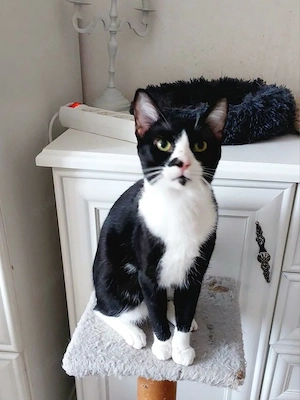Milo Freundlicher Kater sucht Familie zum Kuscheln Bild 5