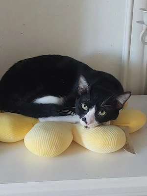 Milo Freundlicher Kater sucht Familie zum Kuscheln Bild 4