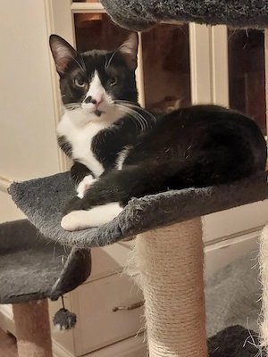 Milo Freundlicher Kater sucht Familie zum Kuscheln Bild 6