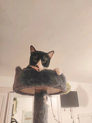 Milo Freundlicher Kater sucht Familie zum Kuscheln Bild 7