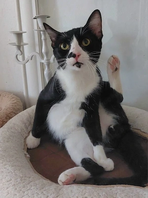 Milo Freundlicher Kater sucht Familie zum Kuscheln Bild 8