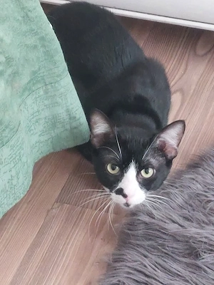 Milo Freundlicher Kater sucht Familie zum Kuscheln Bild 9