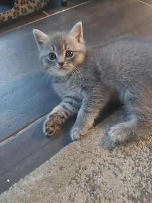 2 Süße Bkh Kitten suchen dich