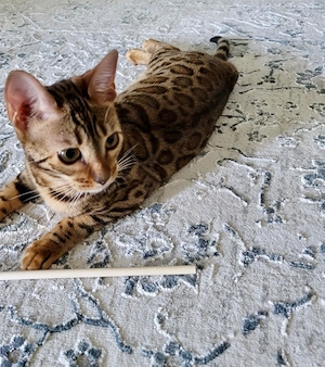 Niedliche reinrassige Bengal-Kätzchen!!! WhatsApp: 015777944807