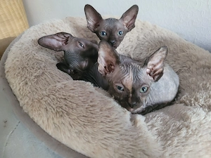 Sphynx Kitten in liebevolle Hände abzugeben