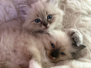 Ragdoll Kitten 