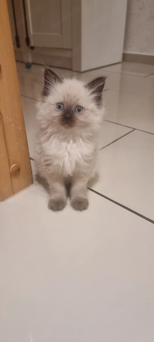 Ragdoll Kitten 