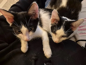 Binx & Zeus - Verspieltes Katzenpärchen sucht spannendes Zuhause Bild 4