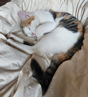 2 Katzen Mädchen 