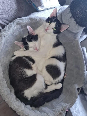 Binx & Zeus - Verspieltes Katzenpärchen sucht spannendes Zuhause Bild 3