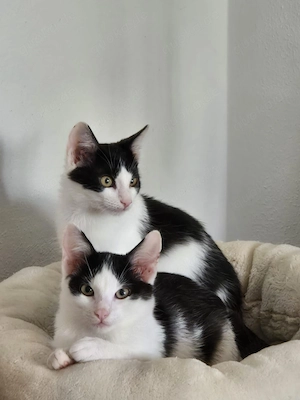Binx & Zeus - Verspieltes Katzenpärchen sucht spannendes Zuhause Bild 2