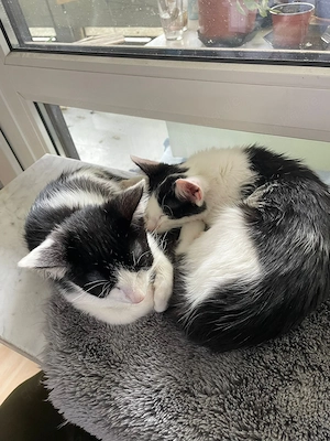 Binx & Zeus - Verspieltes Katzenpärchen sucht spannendes Zuhause Bild 5