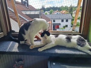 Binx & Zeus - Verspieltes Katzenpärchen sucht spannendes Zuhause Bild 8
