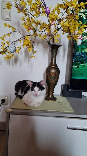 Binx & Zeus - Verspieltes Katzenpärchen sucht spannendes Zuhause Bild 10
