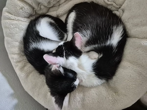 Binx & Zeus - Verspieltes Katzenpärchen sucht spannendes Zuhause Bild 7