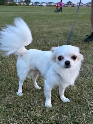 Liebevoller Chihuahua-Rüde (1,8 J.) sucht ein neues Zuhause