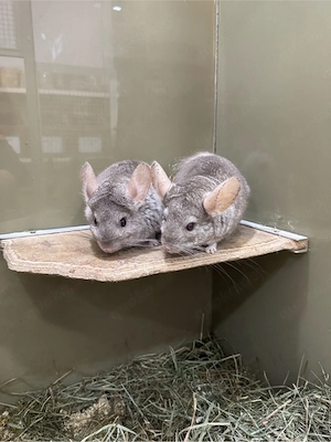 Chinchilla
