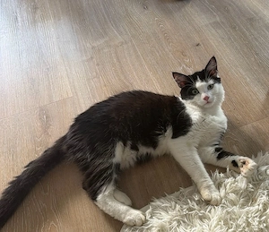  dringend  Süßer 8 Monate alter Kater sucht liebevolles Zuhause    mit seinem kompletten Zubehör
