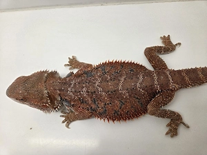 Subadultes Hypo Red Monster Weibchen Bartagame Pogona Vitticeps  Bild 2