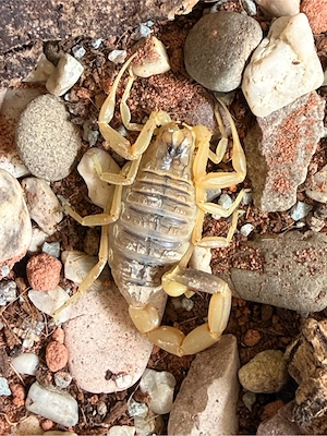 0.1 Leiurus quinquestriatus