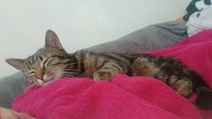 2 Katzen suchen dringend ein neues zuhause