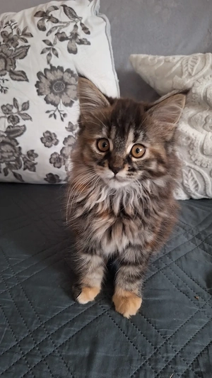 Maine Coon kitten reinrassig