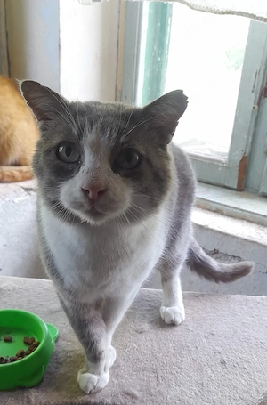 Tasy, 4 Jahre, lieb, gerne mit Freigang