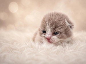 BKH Kater Kitten Lilac White männlich