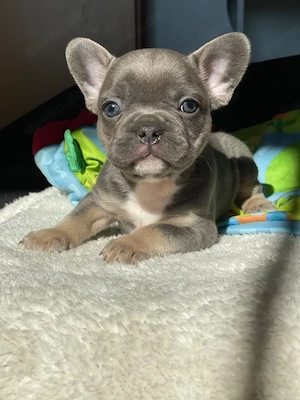 wunderschöne Französische Bulldogge Welpen !!