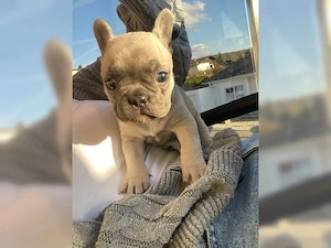 Französische Bulldoggen Welpen!!