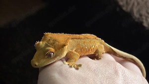 Kronengecko Tangerine 0.0.1 poss. Männchen