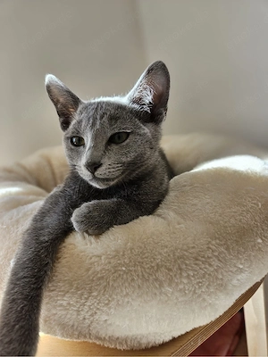 Russisch Blau Kitten mit Stammbaum 