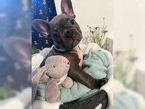 Wunderschöne Französische Bulldogge Welpen!! Bild 5