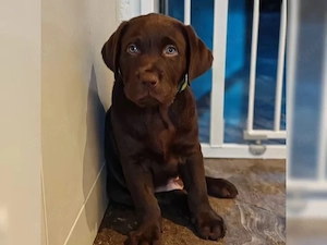 Süße Labrador Retriever Welpen