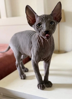 sphynx kitten, ein mädchen frei.  Bild 7
