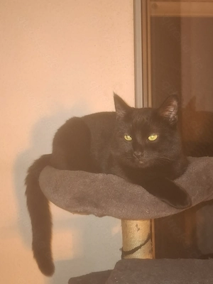 Kleine Katzen ohne kratzen, ohne Stress