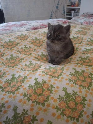 bkh kitten reinrassige Jungen