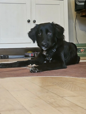 Labrador-Mix Dame Labras sucht liebevolles Für-immer-Zuhause