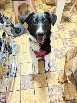 Lotte 10 Monate alte Bordercollie Mix Hündin Bild 2