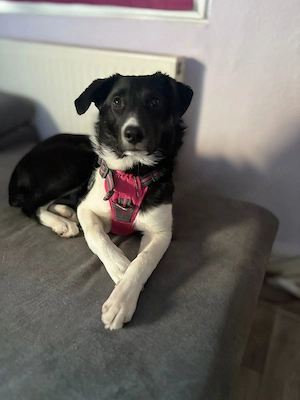 Lotte 10 Monate alte Bordercollie Mix Hündin Bild 3