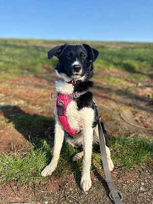 Lotte 10 Monate alte Bordercollie Mix Hündin