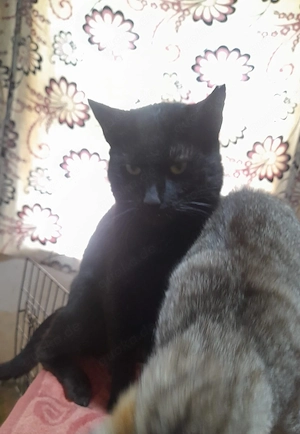 Archi, 2 Jahre, lieb