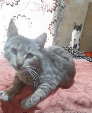 Mobin, 2 Jahre, lieb