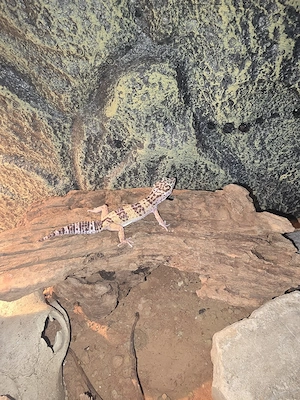Wunderschöne Leopardgecko Dame (Eublepharis macularius) - Eine kleine Sonnenanbeter sucht neues Zuha Bild 3