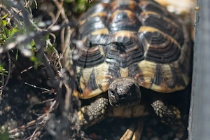 2x griechische Landschildkröten (Schlupf 28.7.20 und 12.08.20)