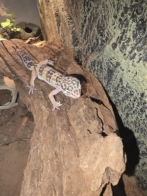 Wunderschöne Leopardgecko Dame (Eublepharis macularius) - Eine kleine Sonnenanbeter sucht neues Zuha Bild 2