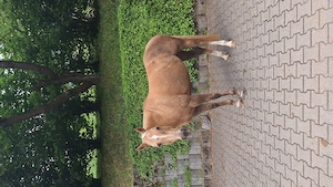 Reitbeteiligung Quarter Horse 